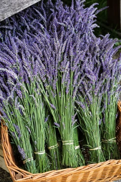 Faith In Nature Shampoo Bar Lavendel & Geranie -Mandarina Duck Fragrances-Shop MAM 6616589 SHOP IMAGE 1.4