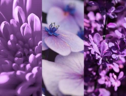 8x4 Deodorant Spray N°4 Vibrant Flower -Mandarina Duck Fragrances-Shop MAM 7311465 SHOP IMAGE 1.4