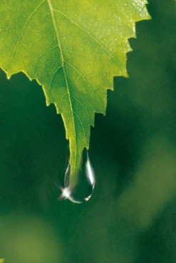 Weleda Birke Cellulite-Öl -Mandarina Duck Fragrances-Shop MAM 7460180 SHOP IMAGE 1.4