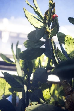 Weleda Feigenkaktus 24h Feuchtigkeitscreme -Mandarina Duck Fragrances-Shop MAM 7460225 SHOP IMAGE 1.4