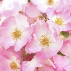 Weleda Verwöhnende Pflege Körperlotion Wildrose -Mandarina Duck Fragrances-Shop MAM 7460238 SHOP IMAGE 1.4