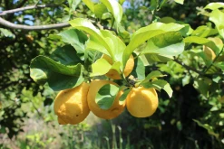 Weleda Refresh Erfrischungs­dusche Citrus -Mandarina Duck Fragrances-Shop MAM 7460242 SHOP IMAGE 1.4