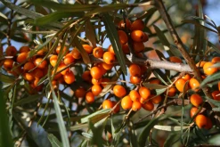 Weleda Vitality Vitalisierungs­dusche Sanddorn -Mandarina Duck Fragrances-Shop MAM 7460244 SHOP IMAGE 1.4